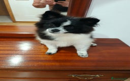 Pomerania perros en venta: Se venden dos femias Lulu de pomerania  - Imagen 9