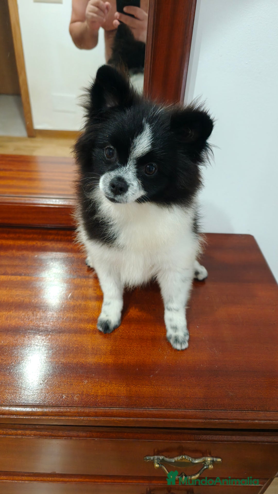 Pomerania perros en venta: Se venden dos femias Lulu de pomerania  - Imagen 9