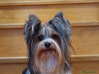 Biewer Yorkshire Terrier a la Pom Pon perros - Anuncio 3