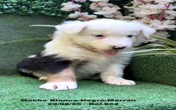 Border Collie perros en venta: Border Collie De Villa Biznaga - Imagen 19