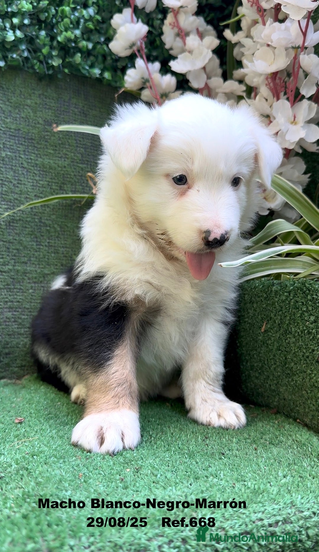 Border Collie perros en venta: Border Collie De Villa Biznaga - Imagen 19
