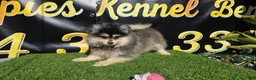 Pomsky perros en venta: Pomsky toy  - Anuncio 2