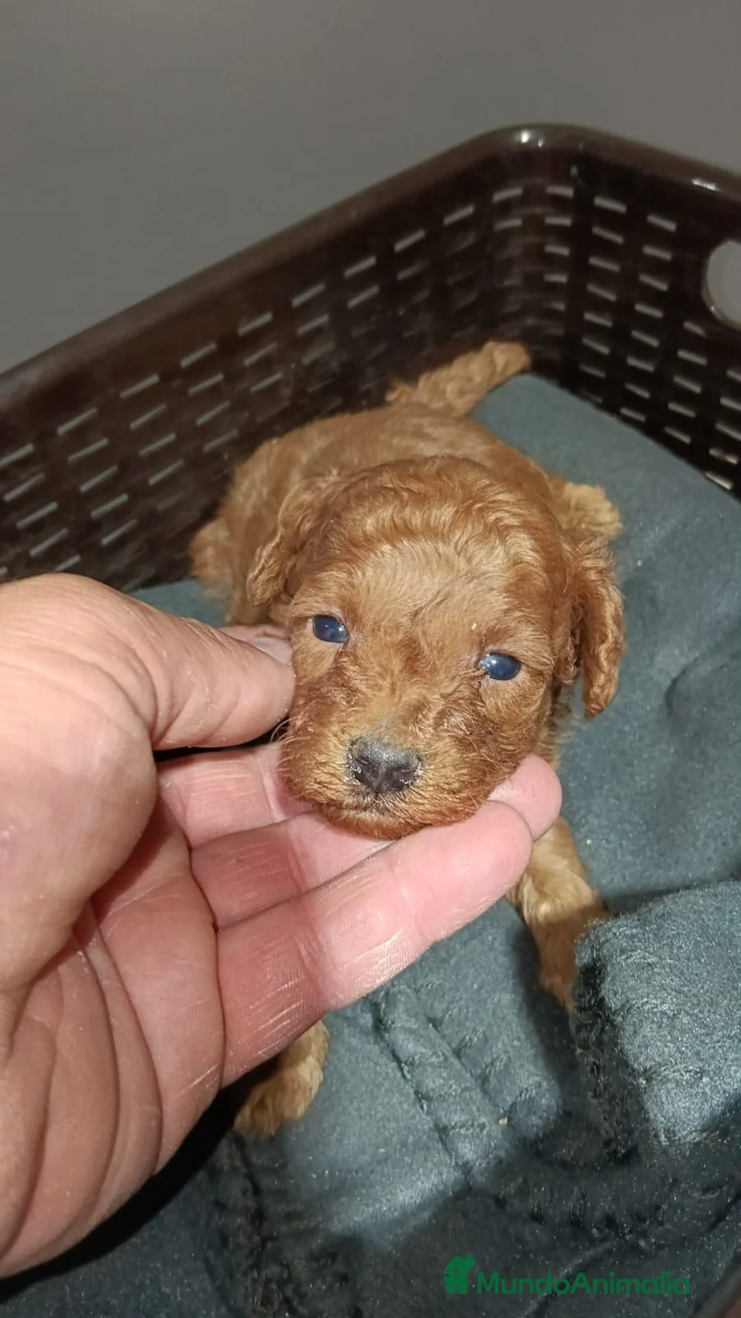Caniche Toy perros en venta: Caniche toy rojo pimentón  - Anuncio 2