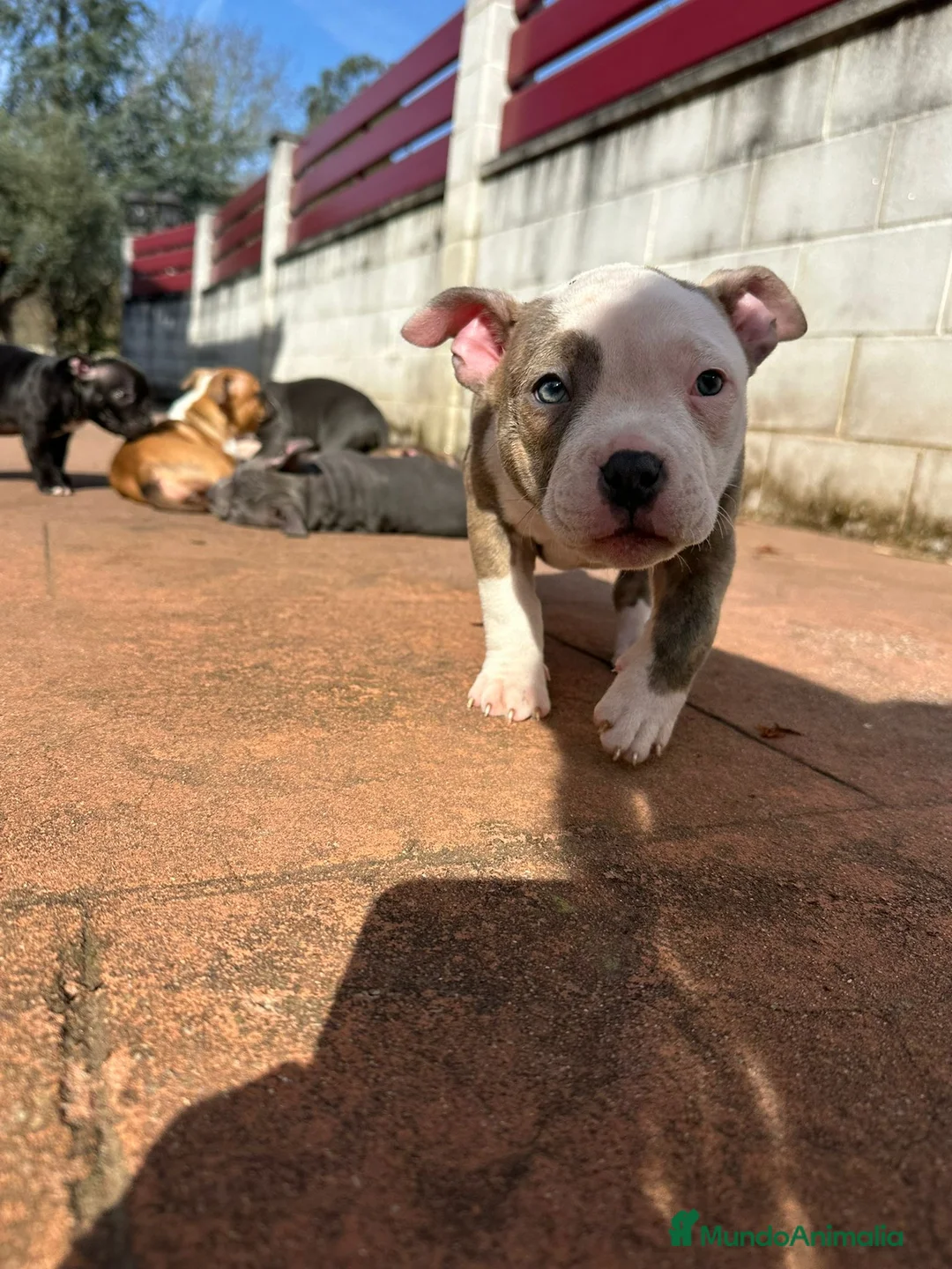 American Bully perros en venta: Cachorros American Bully - Anuncio 5