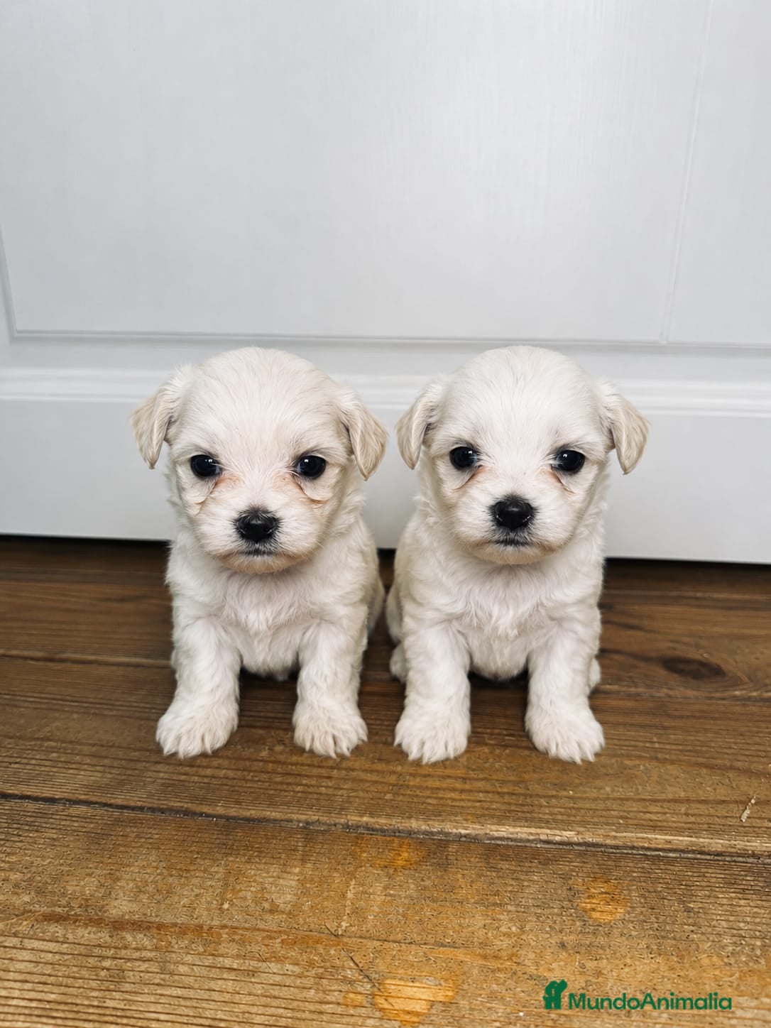Bichón Maltés perros Bichon maltes - Anuncio 1