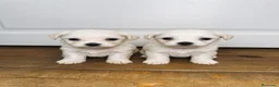 Bichón Maltés perros en venta: Bichon maltes - Anuncio 1