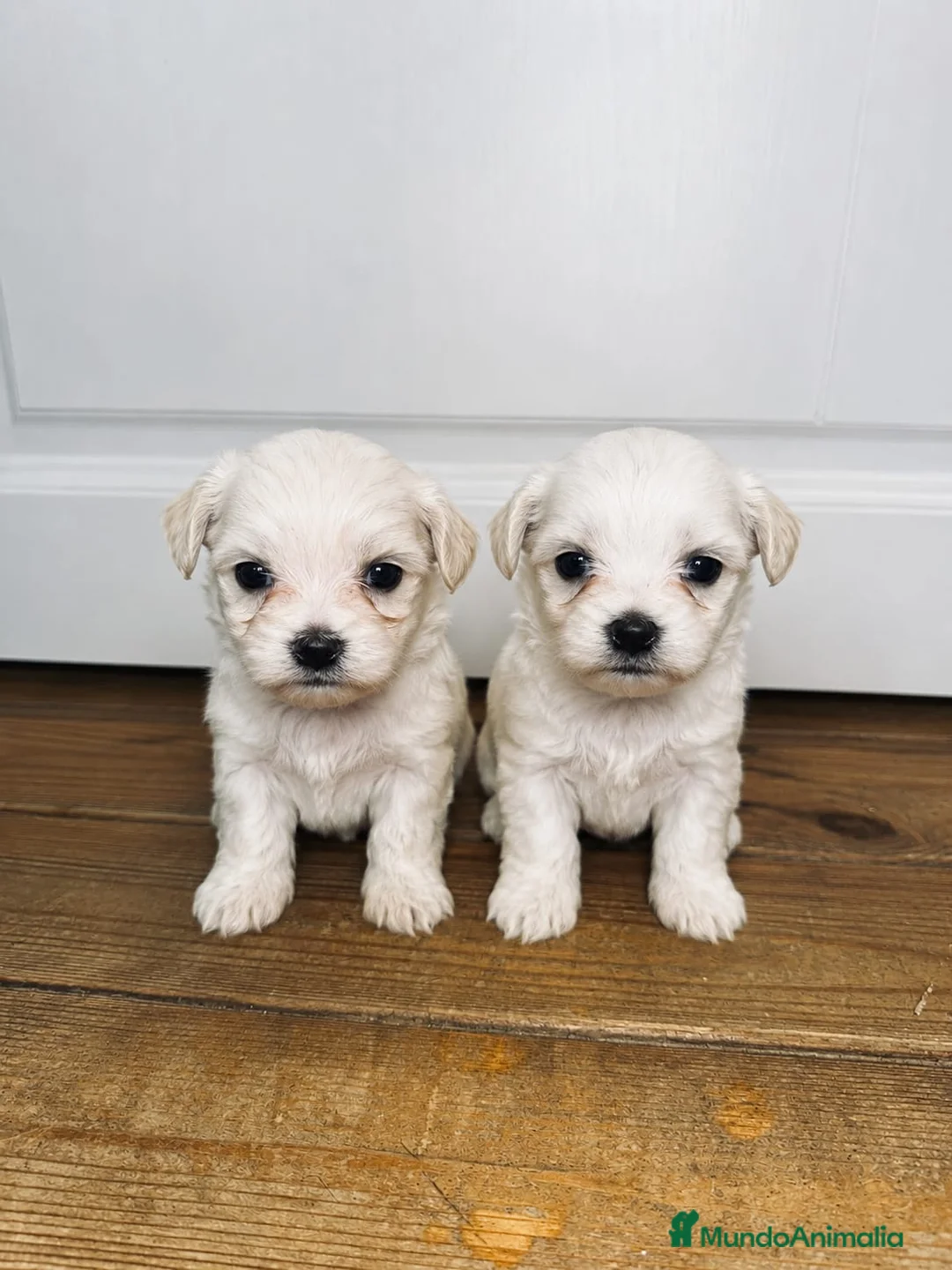 Bichón Maltés perros en venta: Bichon maltes - Anuncio 1