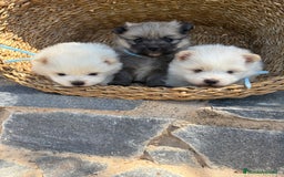 Pomerania perros en venta: Pomeranias para entregar en septiembre  - Imagen 3