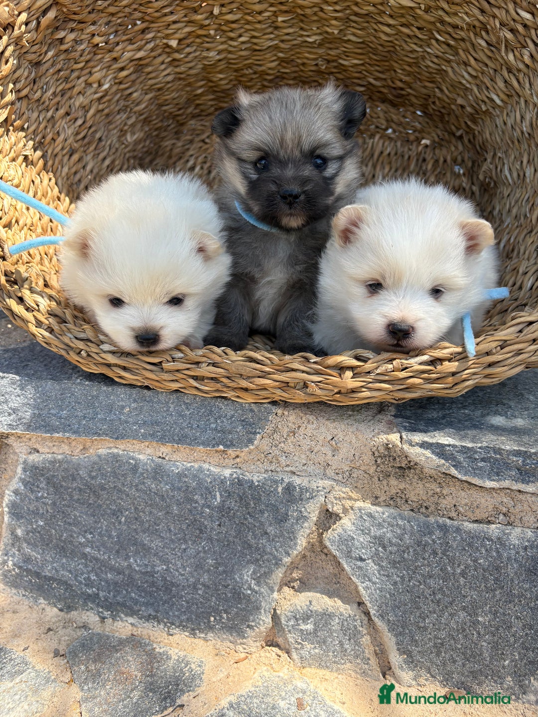 Pomerania perros en venta: Pomeranias para entregar en septiembre  - Imagen 3