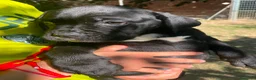 Cane Corso perros en venta: Cane corso negro  - Anuncio 5