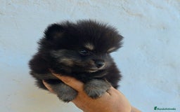 Pomerania perros en venta: Pomerania toy - Anuncio 3