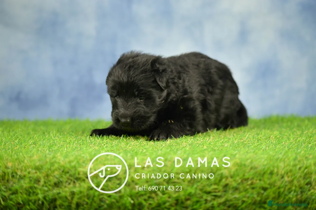 Pastor Alemán perros en venta: Pastor alemán pelo largo - Anuncio 2