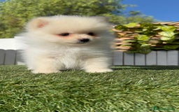 Pomerania perros en venta: POMERANIA MACHO - Imagen 5