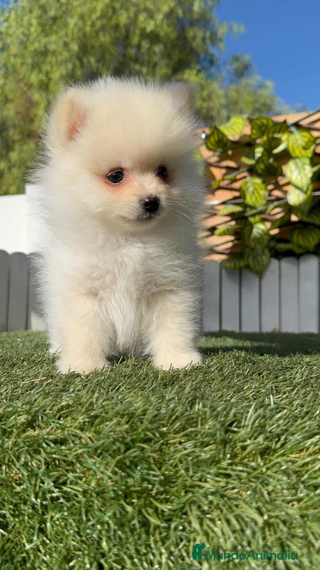 Pomerania perros en venta: POMERANIA MACHO - Imagen 5
