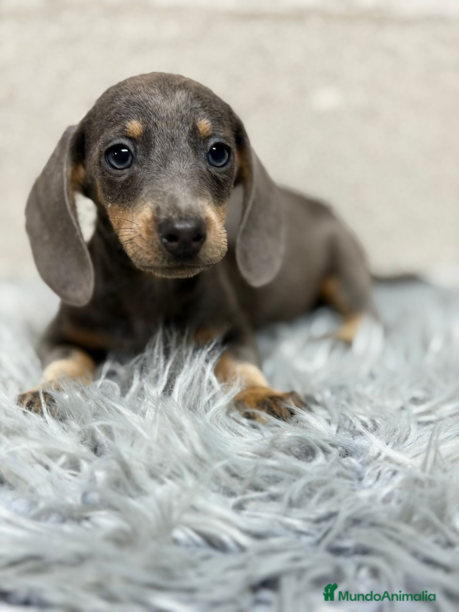 Teckel Miniatura perros TECKEL MINI BLUE - Anuncio 2