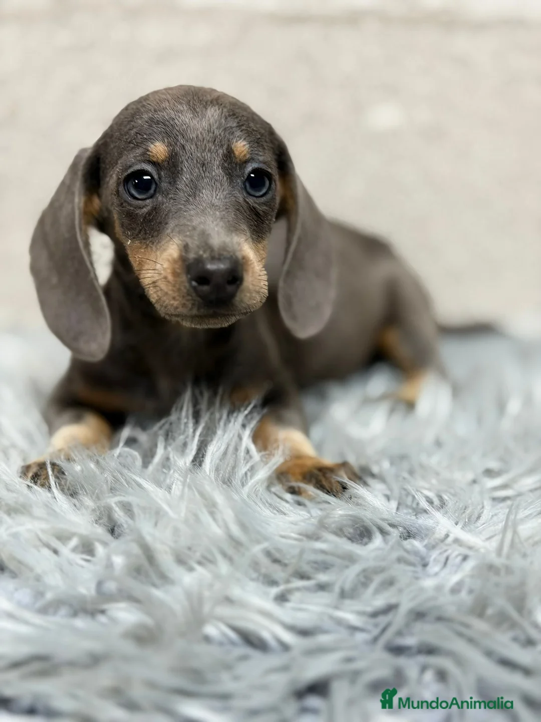 Teckel Miniatura perros en venta: TECKEL MINI BLUE - Anuncio 2