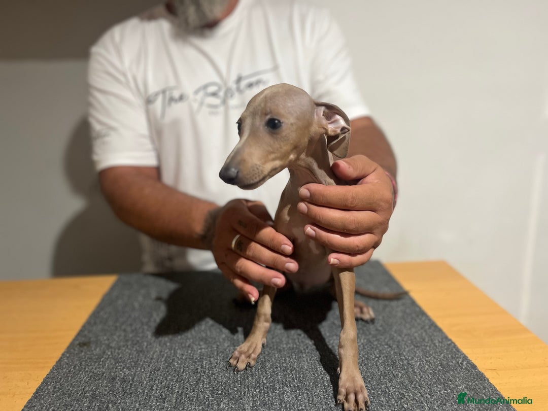 Pequeño Lebrel Italiano perros en venta: Piccolo  - Imagen 2