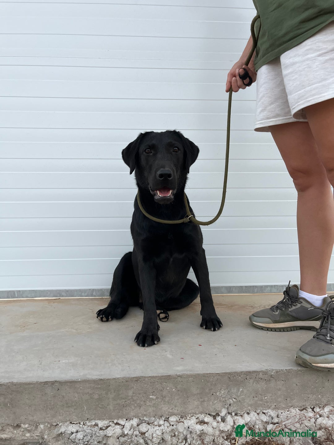 Labrador Retriever perros en venta: Cachorra Labrador Retriever  - Imagen 2
