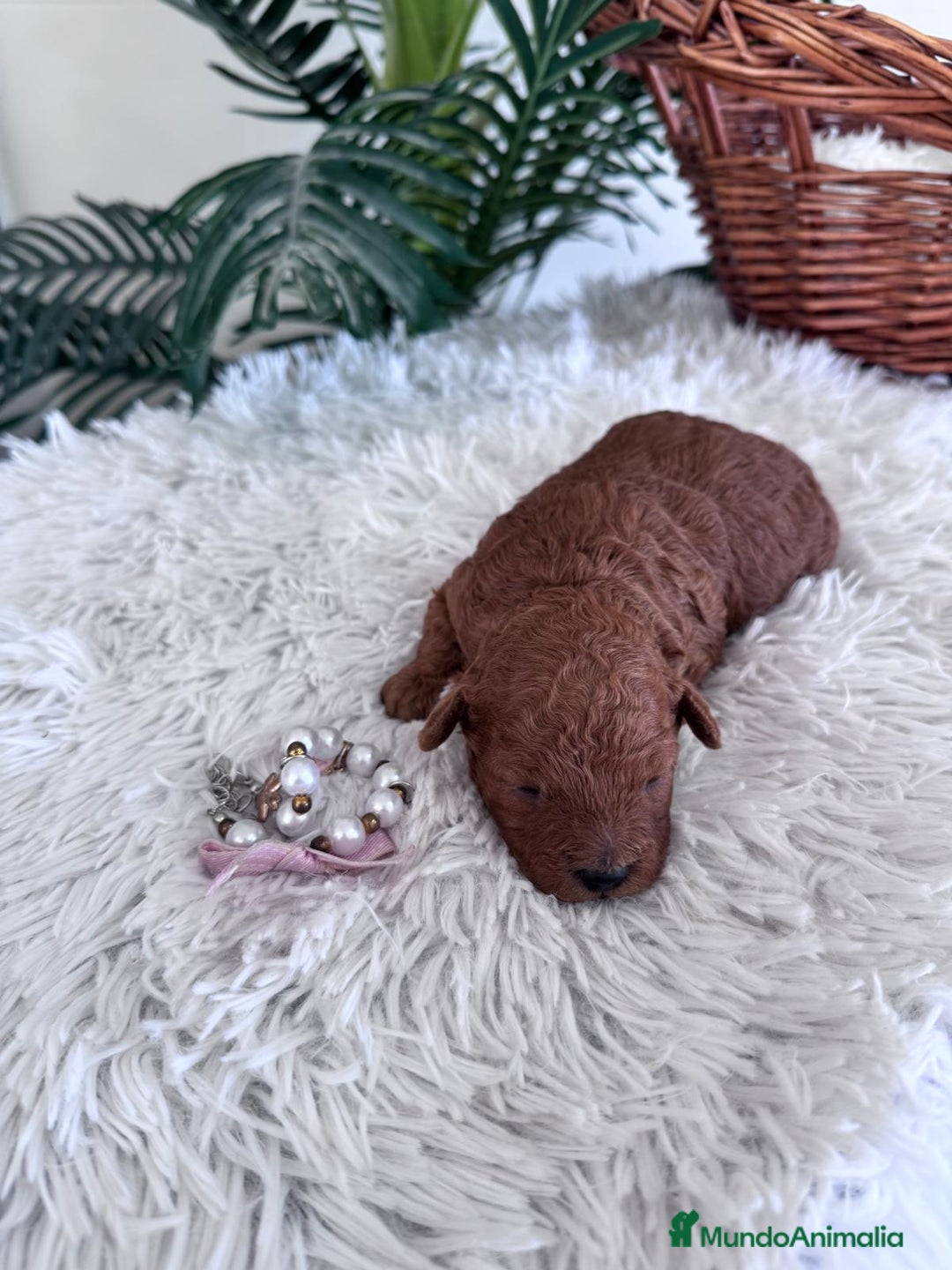 Caniche Toy perros en venta: CANICHE TOY HEMBRA - Anuncio 3