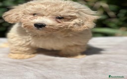 Maltipoo perros en venta: Maltipoo apricot - Imagen 2