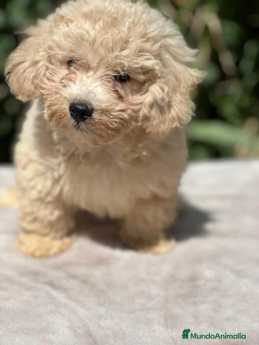 Maltipoo perros en venta: Maltipoo apricot - Anuncio 2