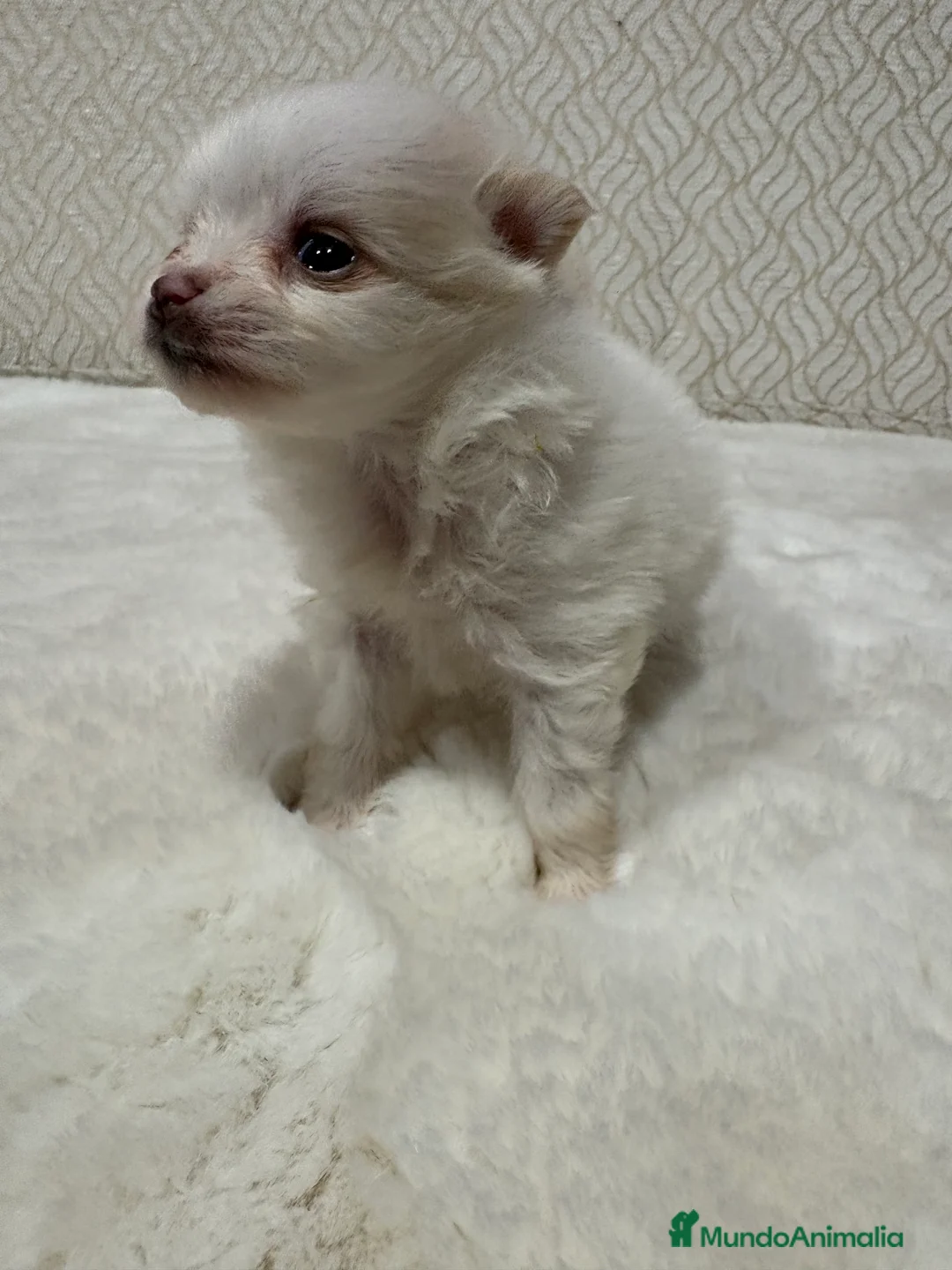 Pomerania perros en venta: Lulu Pomerania Toy hembra naranja blanca  - Anuncio 27