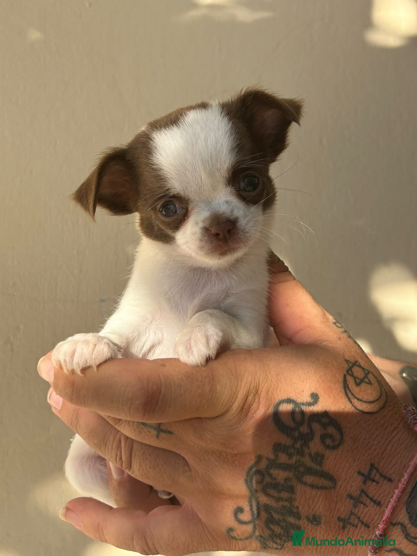 Chihuahua perros en venta: CHIHUAHUA MACHO - Anuncio 1