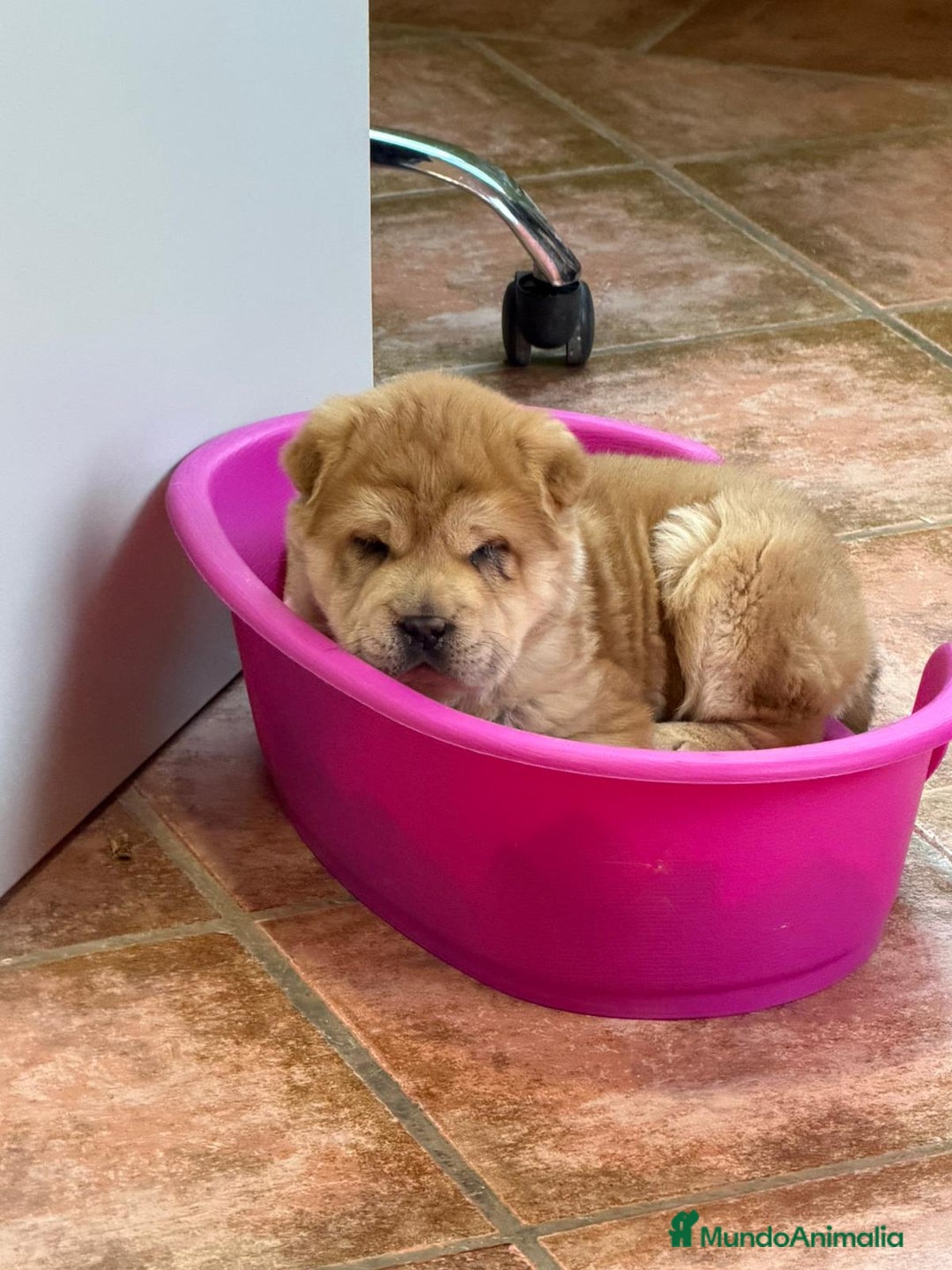 Shar Pei perros en venta: Magnífica hembra Sharpei adorable  - Anuncio 4