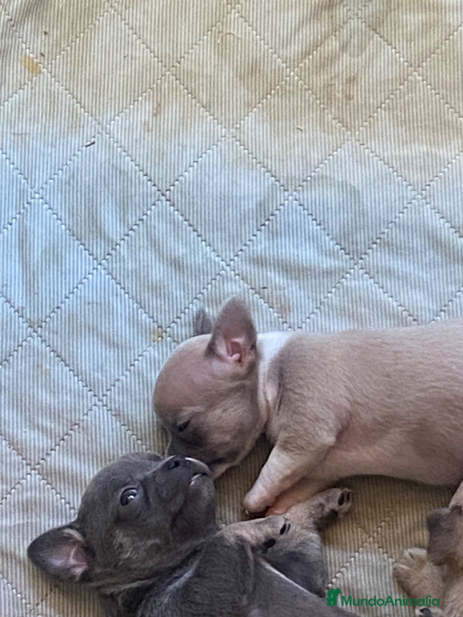 Chihuahua perros Chihuahuas toy exoticos - Anuncio 1