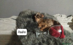 Chihuahua perros en venta: Camada para reservar  - Imagen 10
