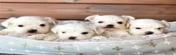 Bichón Maltés perros en venta: Bichon Maltes del Alto del Pago - Anuncio 5