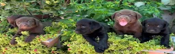 Labrador Retriever perros en venta: Camada de Labradores - Anuncio 2