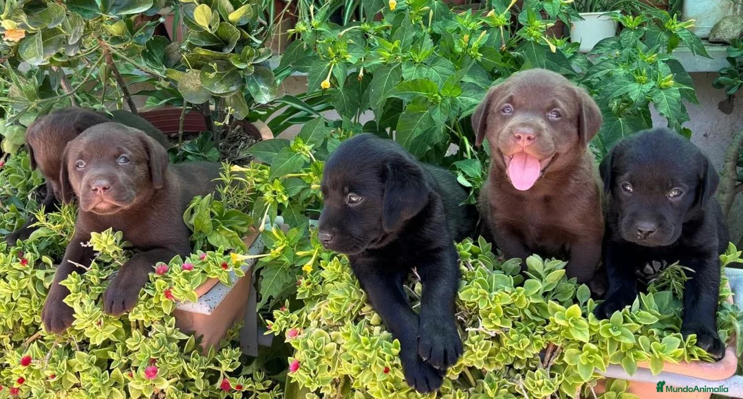Labrador Retriever perros en venta: Camada de Labradores - Anuncio 2