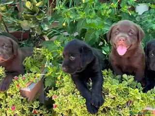 Labrador Retriever perros Camada de Labradores - Anuncio 2