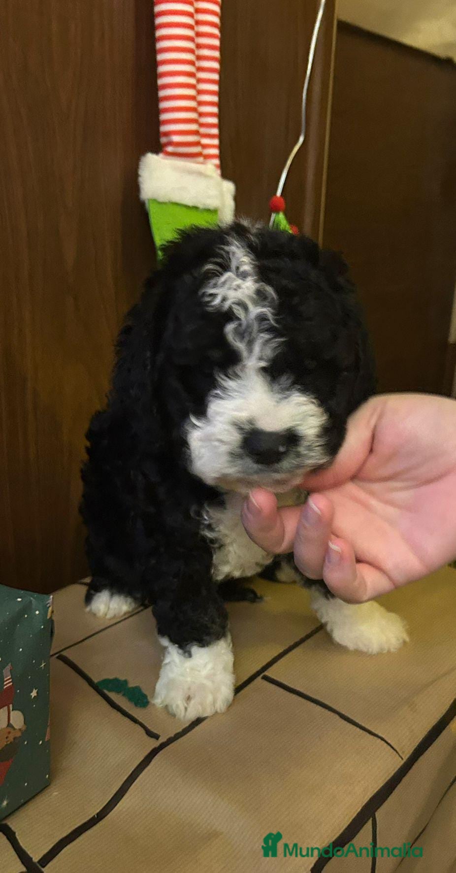 Perro de Agua Español perros Último machito - Anuncio 1