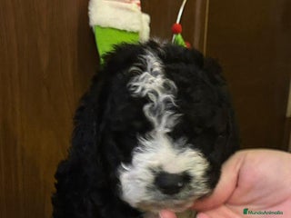 Perro de Agua Español perros Último machito - Anuncio 6