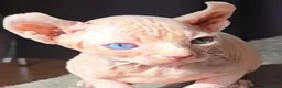 Sphynx gatos en venta: Sphynx Ojos Dispares - Anuncio 3