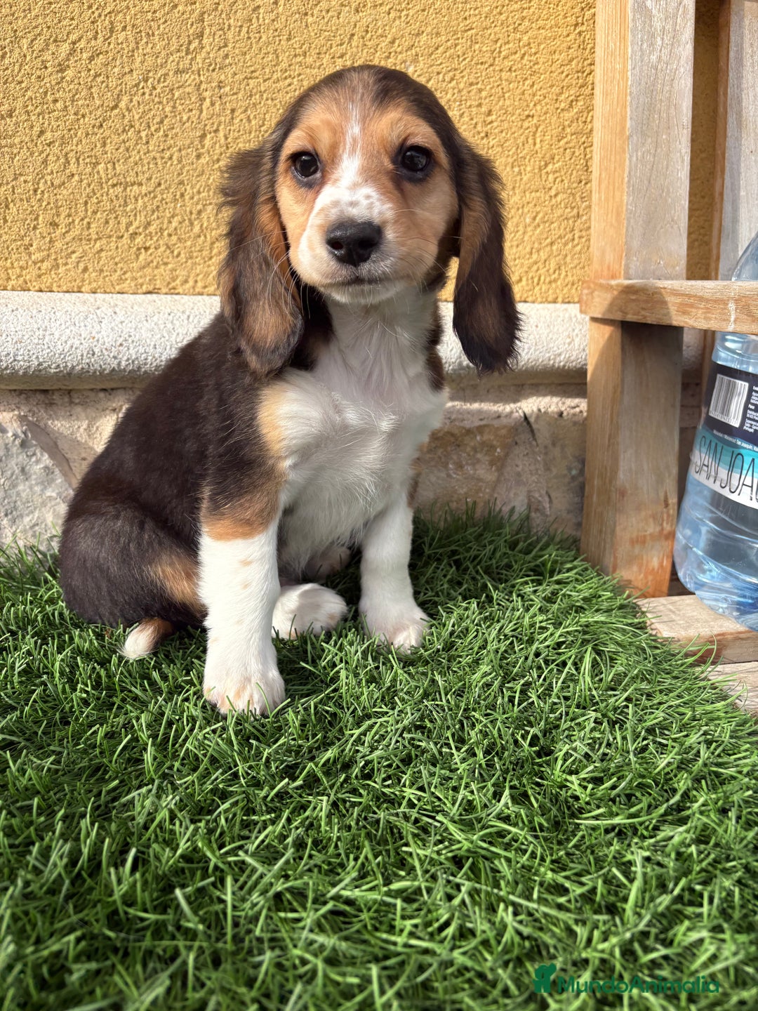 Beagle perros en venta: Cachorro macho de Beagle  - Anuncio 15