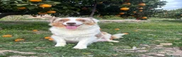 Pastor Australiano perros en venta: PASTOR AUSTRALIANO  - Anuncio 2
