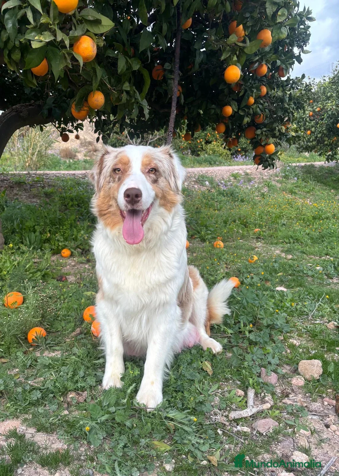Pastor Australiano perros en venta: PASTOR AUSTRALIANO  - Anuncio 2