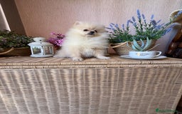 Pomerania perros en venta: Pomerania macho disponible !!!!! - Imagen 3