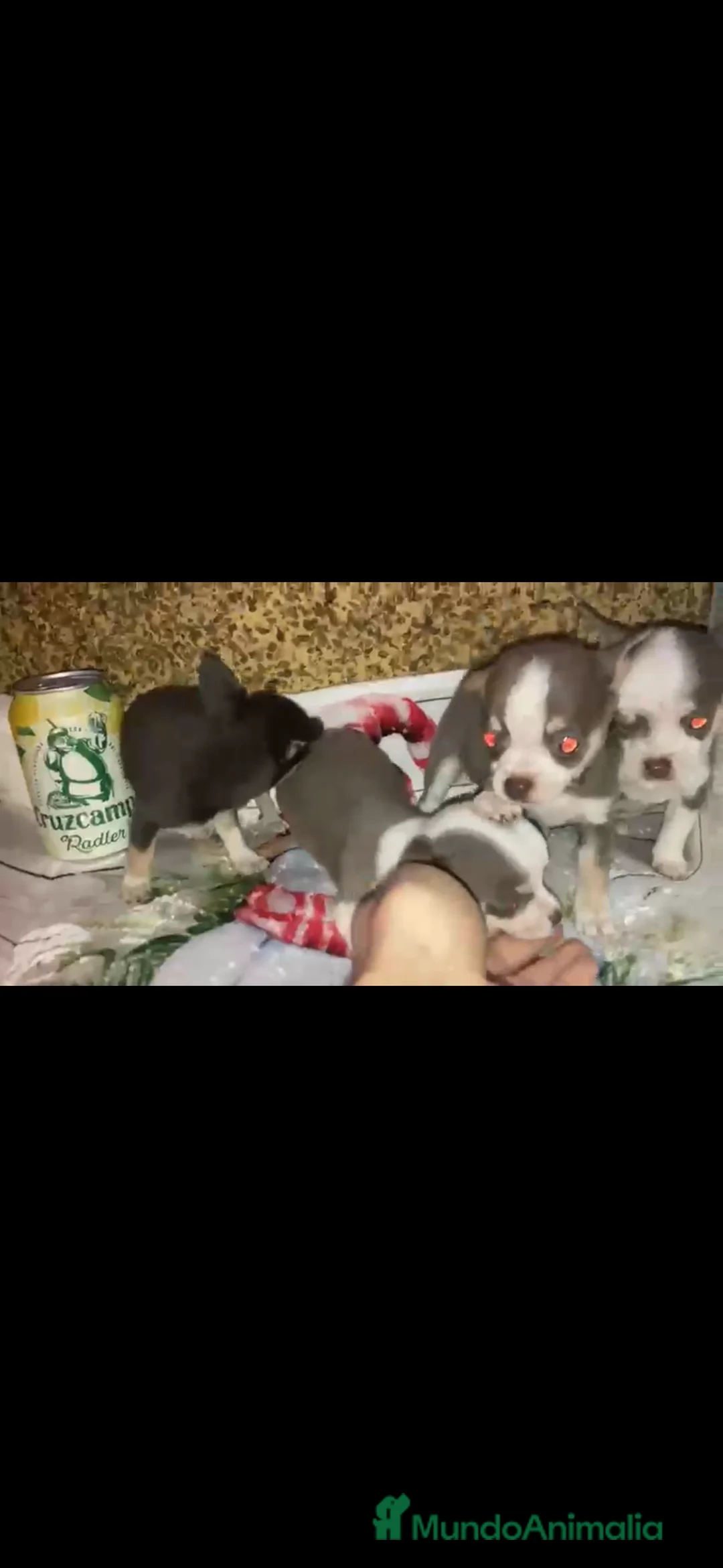 Chihuahua perros en venta: Chihuahuas machos - Anuncio 1