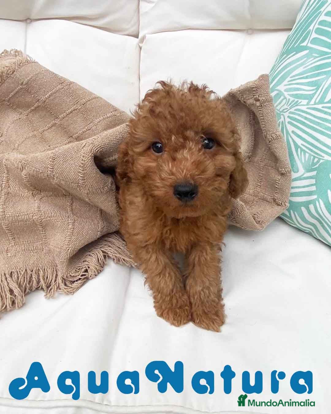 Caniche Enano perros Caniche Macho 7350 de Camila - AQUANATURA en Barcelona - Anuncio 2