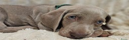 Weimaraner perros en venta: Camada de Braco de Weimar  - Anuncio 2
