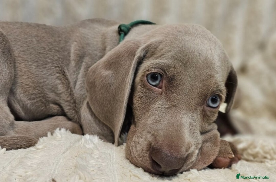 Weimaraner perros en venta: Camada de Braco de Weimar  - Imagen 2