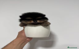 Pomerania perros en venta: Pomerania mini toy black and tan  - Imagen 2
