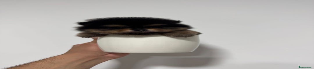 Pomerania Cachorro 1