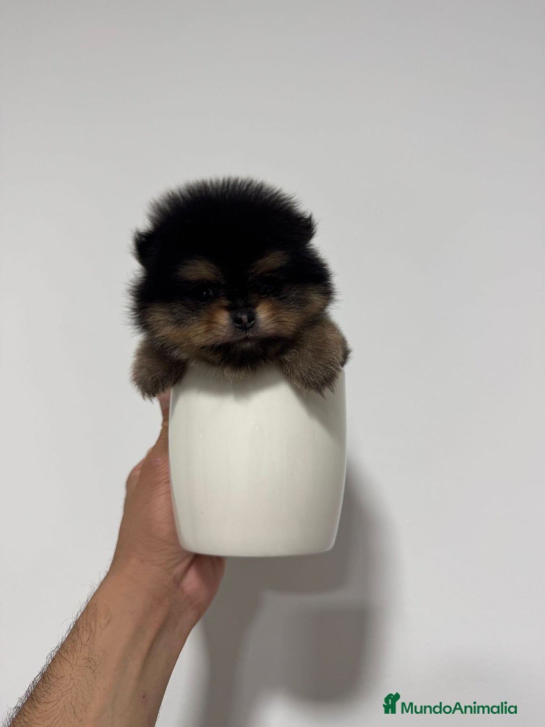 Pomerania perros en venta: Pomerania mini toy black and tan  - Imagen 2