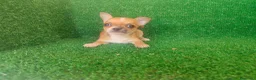 Chihuahua perros en venta: Chihuahua  - Anuncio 4