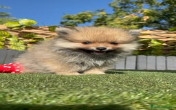 Pomerania perros en venta: POMERANIA MACHO - Imagen 13
